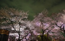 Cherry Blossoms in Tokyo