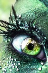 Green Eye