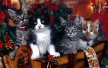 Christmas Kittens