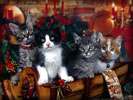 Christmas Kittens