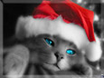 Christmas Cat