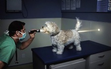 Dog at the Vet