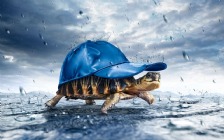 Turtle in the Cap