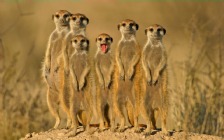 Suricates