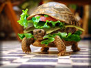 Tortoise Burger