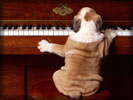 Dog playing Piano