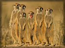 Suricates