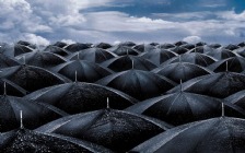 Black Umbrellas