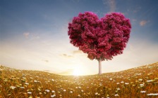 Valentine's Day, Heart Shaped Tree, Sunlight