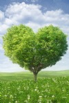 Valentine's Day, Heart Shaped Green Tree