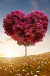 Valentine's Day, Heart Shaped Tree, Sunlight