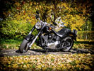 Harley-Davidson, Autumn