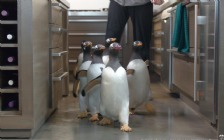 Mr. Popper's Penguins