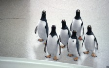 Mr. Popper's Penguins