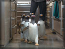 Mr. Popper's Penguins