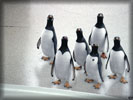 Mr. Popper's Penguins