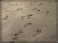 Footprints On The Beach