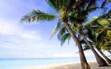 Beach And Sea, Coconut Palms