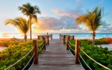 Beach and Sea, Palm Trees