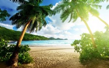 Beach and Sea, Palm Trees