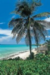 Beach and Sea, Cuba, Palm Tree