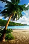 Beach and Sea, Palm Trees