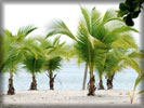 Beach And Sea, Coconut Palms