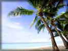 Beach And Sea, Coconut Palms