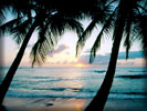 Beach And Sea, Coconut Palms