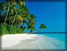 Beach And Sea, Coconut Palms, White Sand