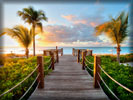 Beach and Sea, Palm Trees