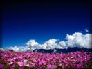 Field of Flowers, Sky