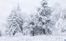 Winter Forest