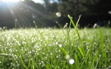 Spring, Green Field