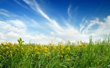 Spring, Green Field