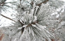 Winter Pine