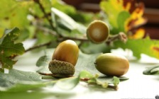 Acorns