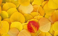 Autumn Leaves