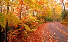 Autumn Road