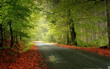 Autumn Road