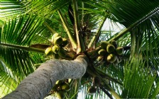 Palm Tree with Coconuts