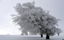 Winter Tree