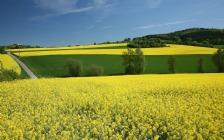 Green Field, Spring