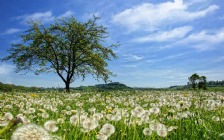 Blowball Field, Spring