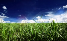 Green Grass, Summer