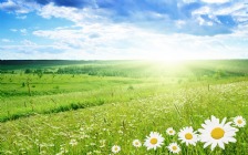 Green Field, Chamomile Flowers, Spring