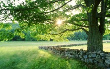 Spring, Green Field, Tree