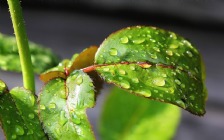 Green Leaves, Dews