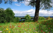 Spring, Green Field, Tree, Bench, Flowers