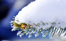 Winter, Snow on a Spruce Branch, Macro